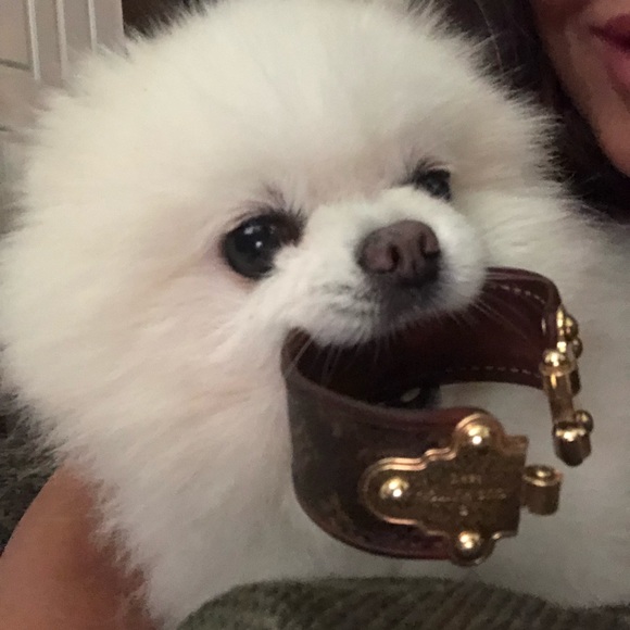 Meet your Posher, Dazza - Picture 6 of 8